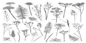 Animation plantes sauvages comestibles